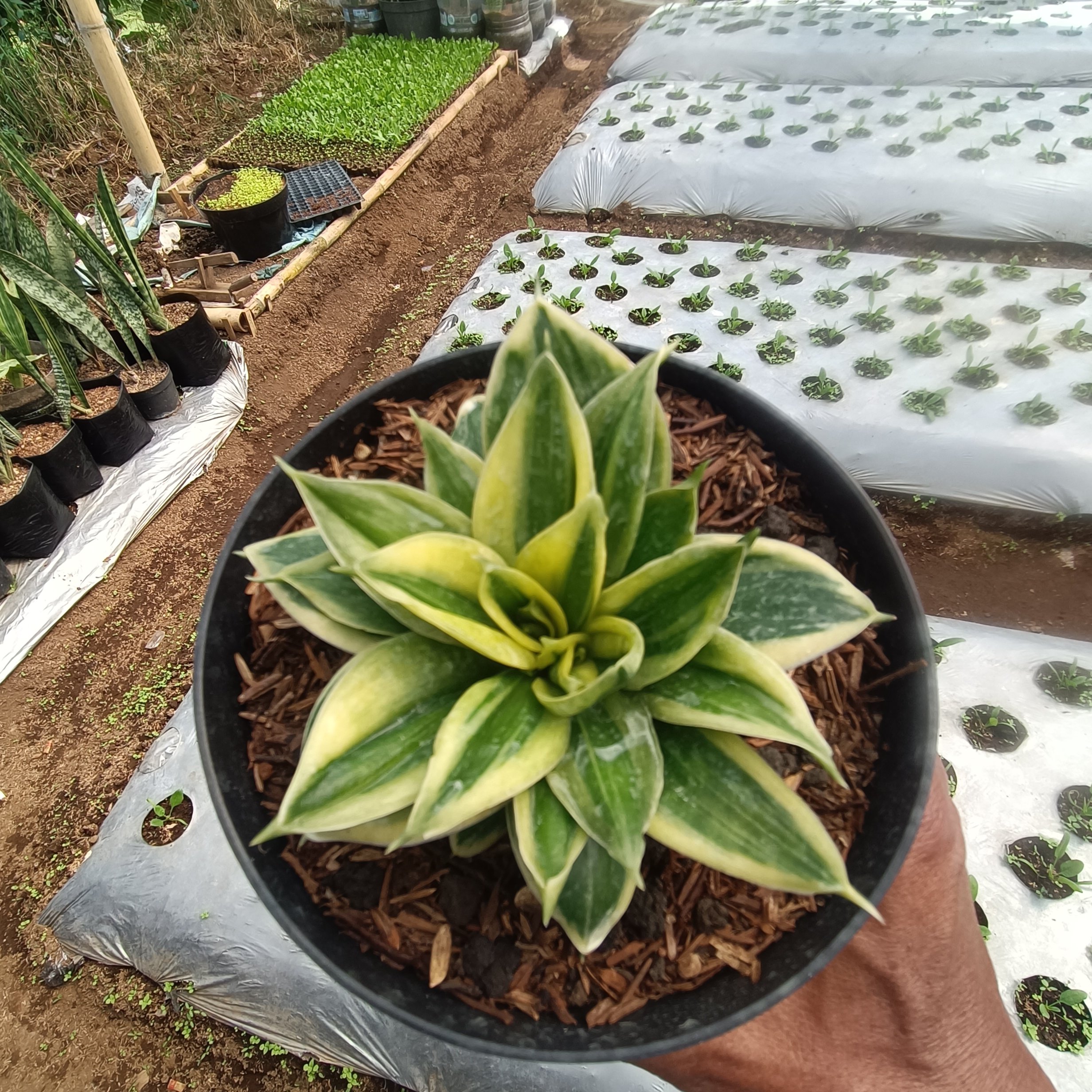 2379. Sansevieria Gilt Edge - Image 6