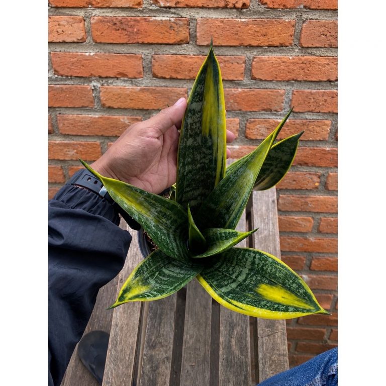 2342. Sansevieria Gold Flame Mutation