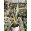 2356. Sansevieria Golden Street Mutation