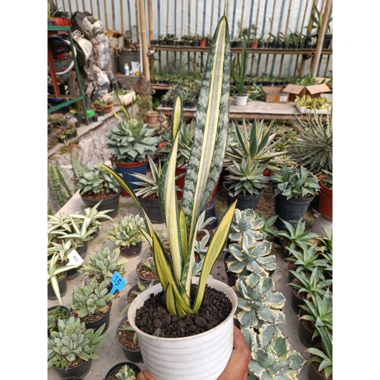 2356. Sansevieria Golden Street Mutation