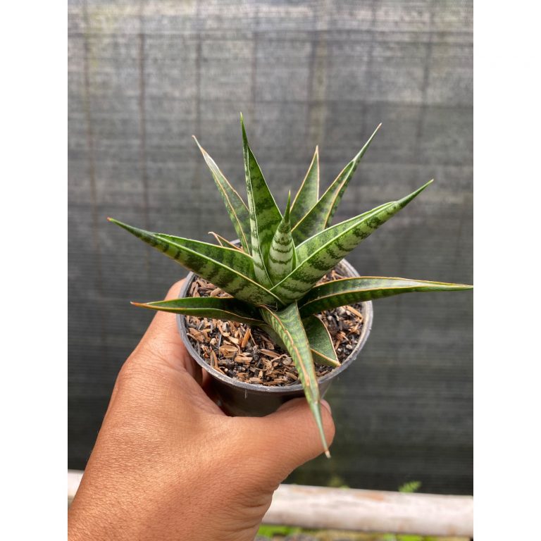 2432. Sansevieria Hybrid Asancaya