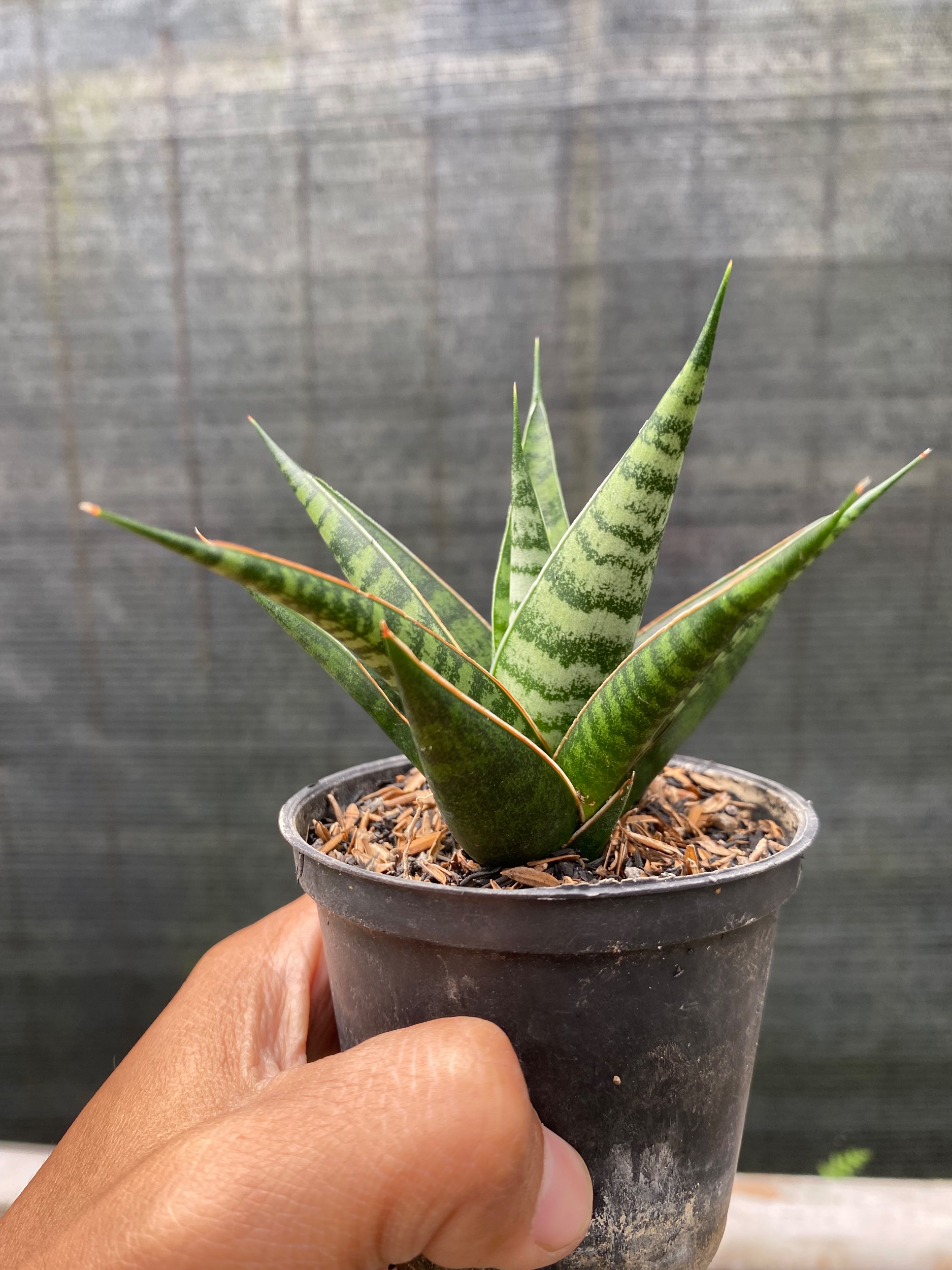 2432. Sansevieria Hybrid Asancaya - Image 2