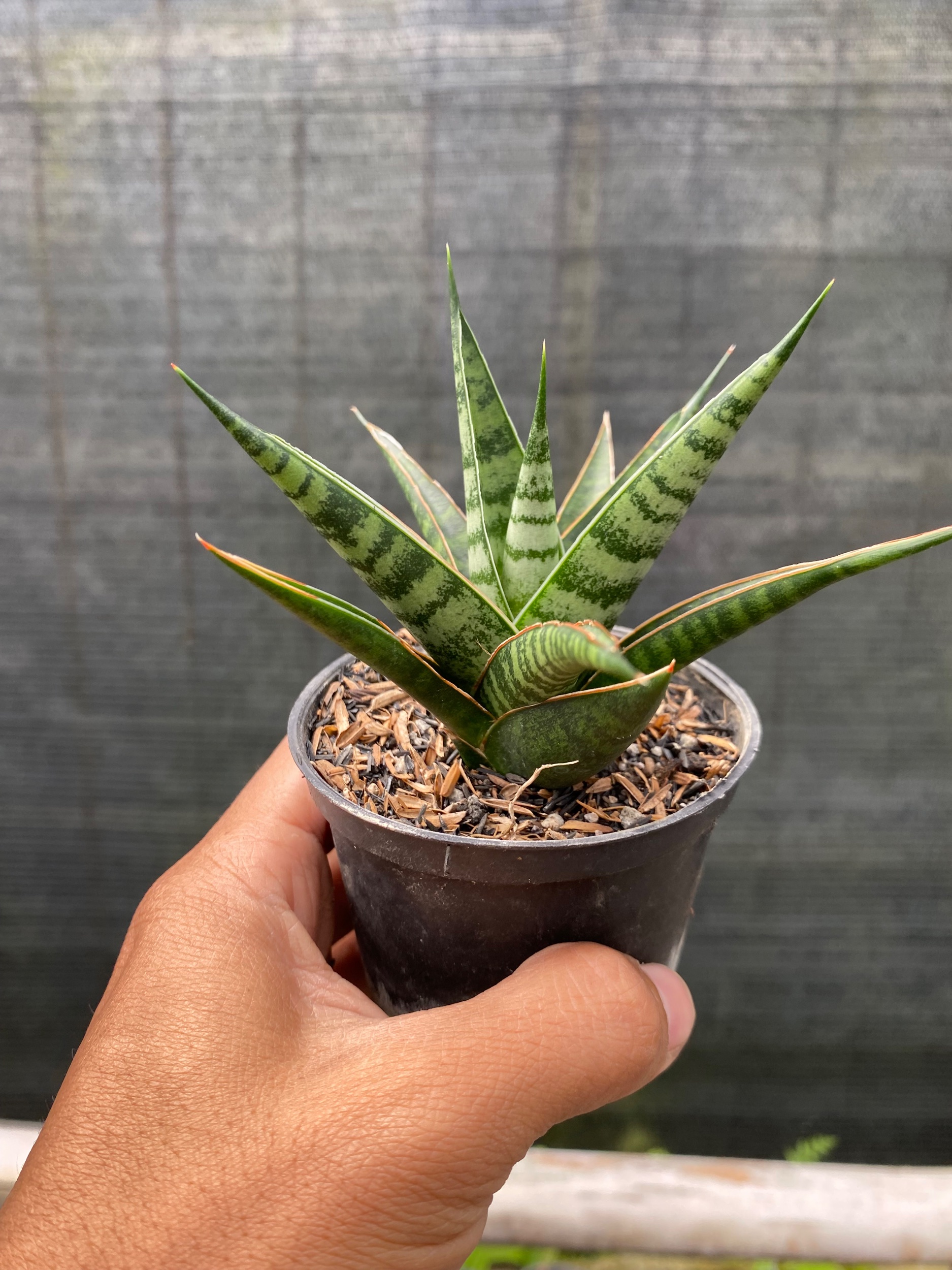 2432. Sansevieria Hybrid Asancaya - Image 3
