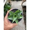 2422. Sansevieria Hybrid Sindoro Litle Variegated