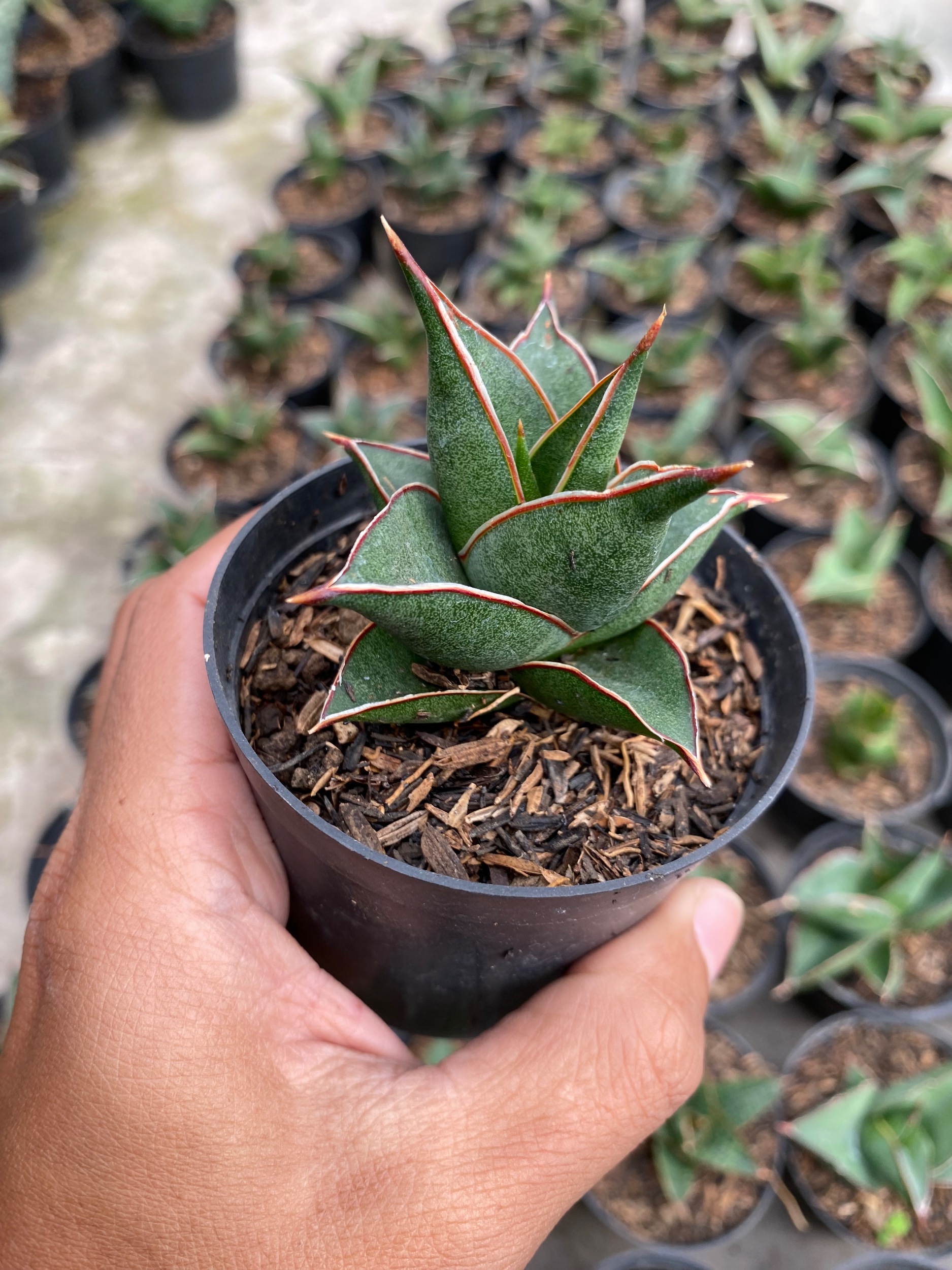 2421. Sansevieria Hybrid Theodora - Image 2