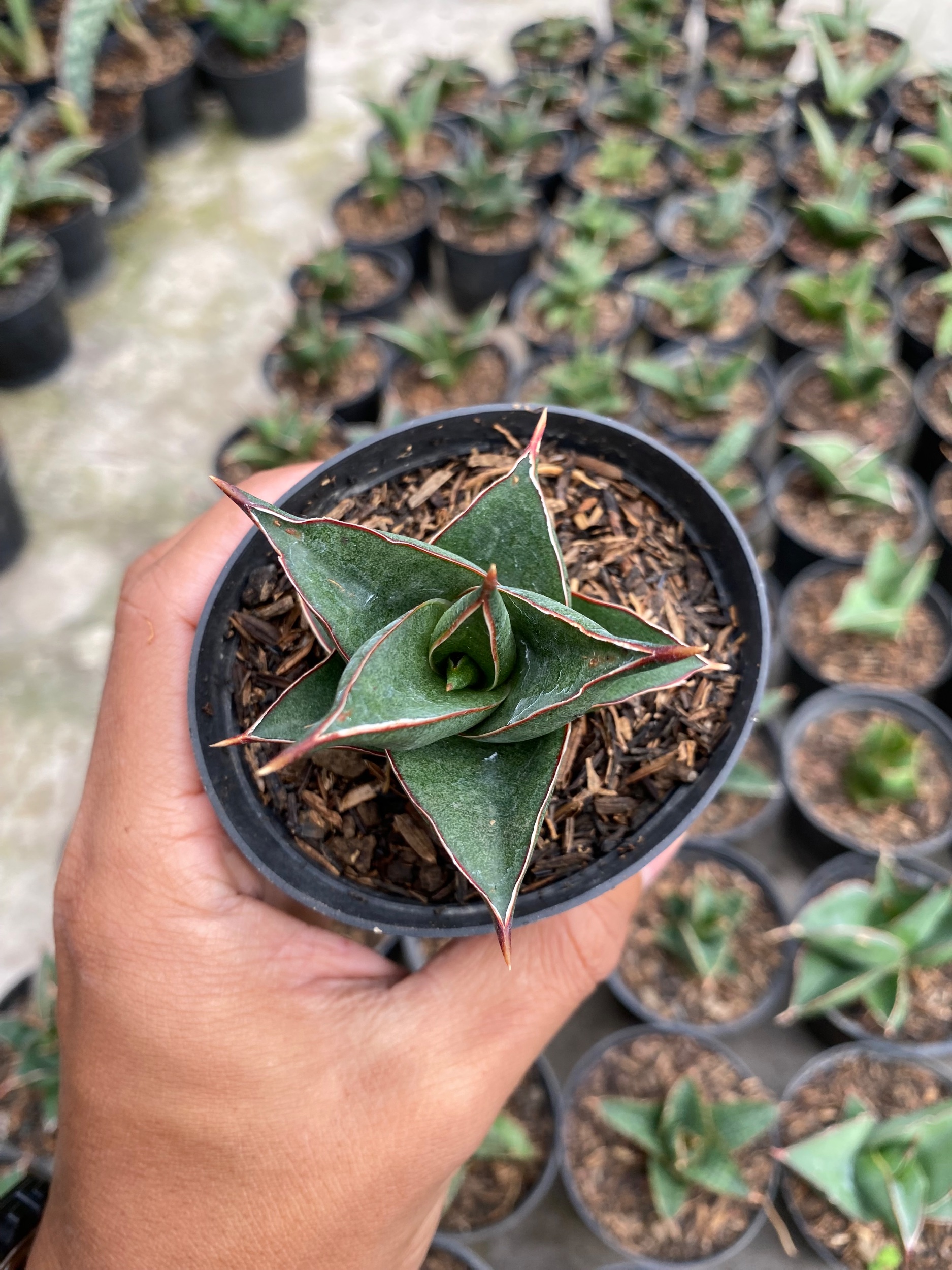 2421. Sansevieria Hybrid Theodora - Image 3