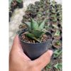2421. Sansevieria Hybrid Theodora