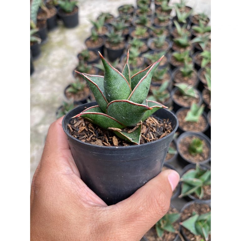 2421. Sansevieria Hybrid Theodora