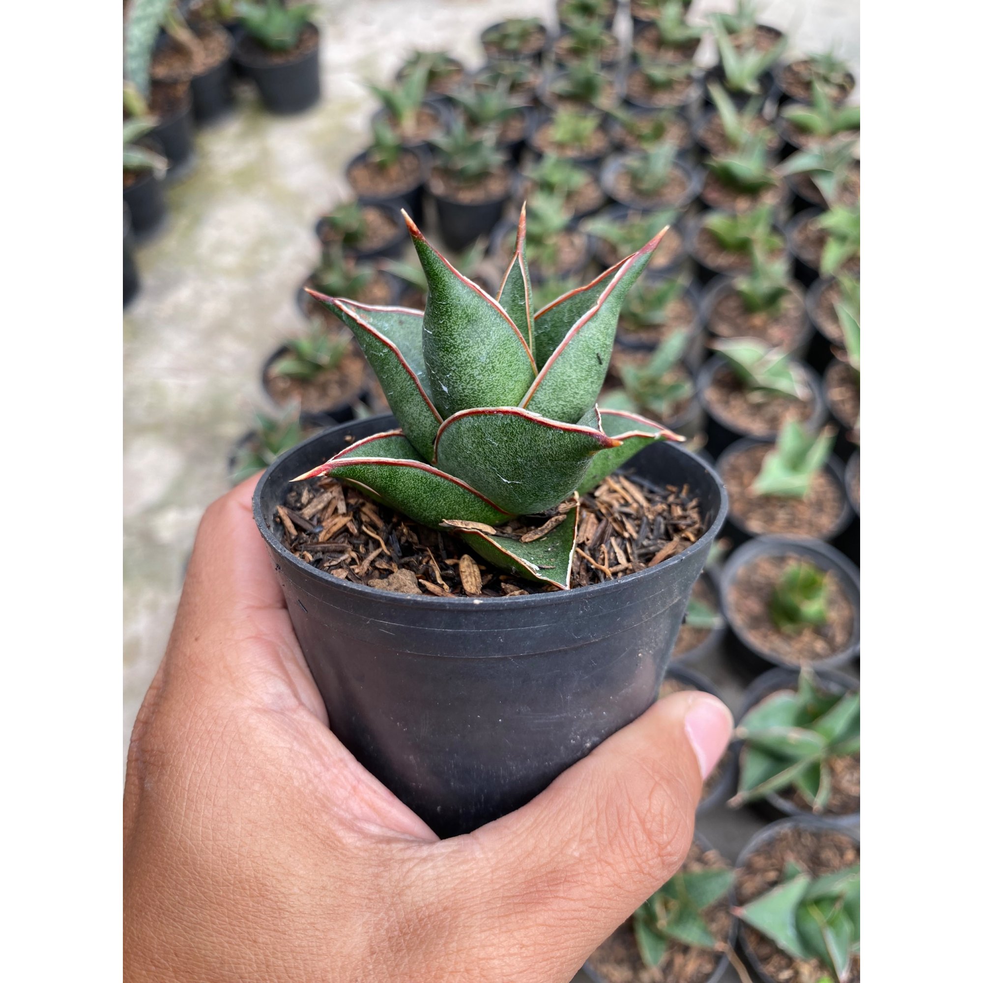 2421. Sansevieria Hybrid Theodora