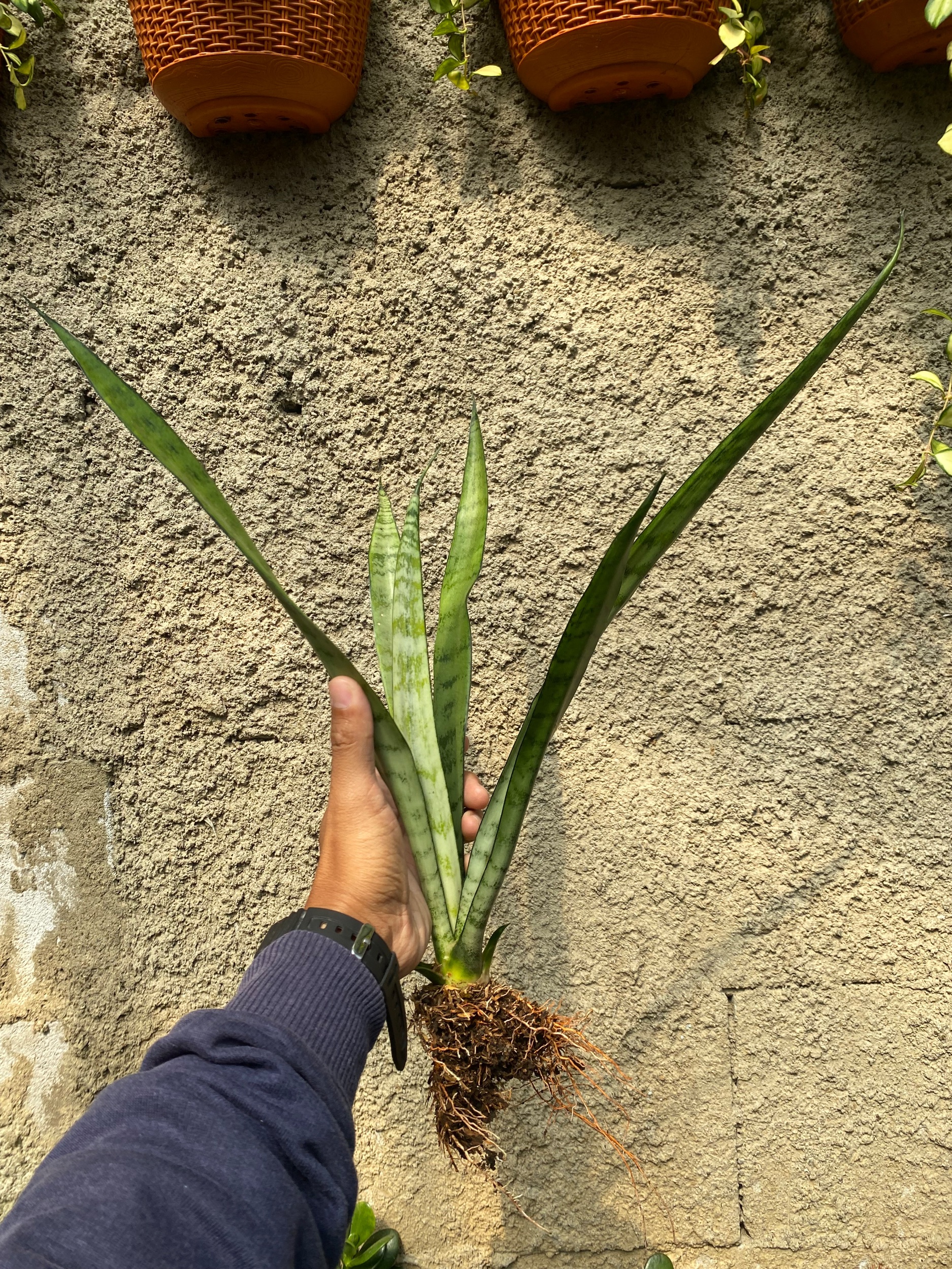 2370. Sansevieria Lady Grey - Image 2
