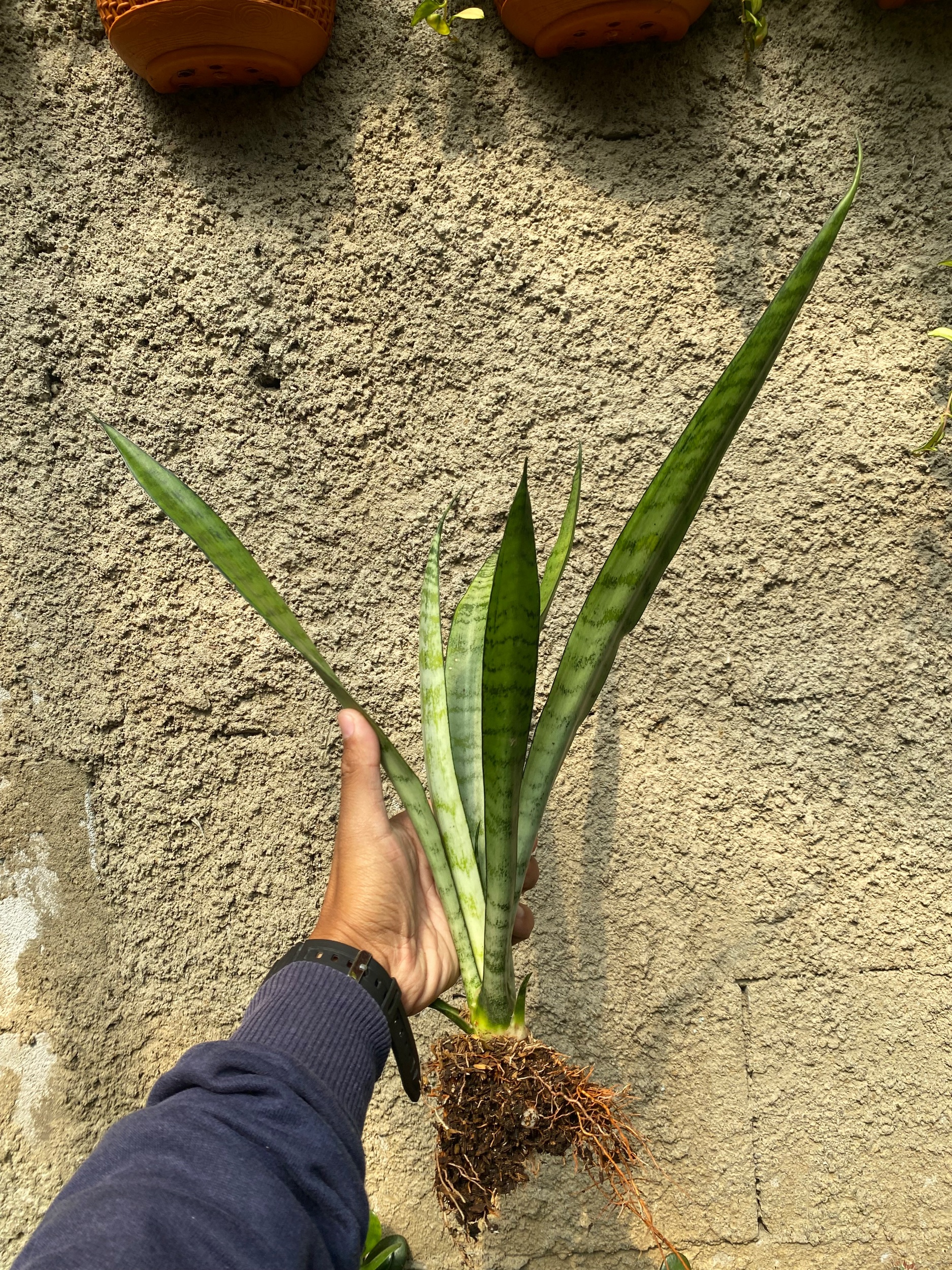 2370. Sansevieria Lady Grey - Image 3