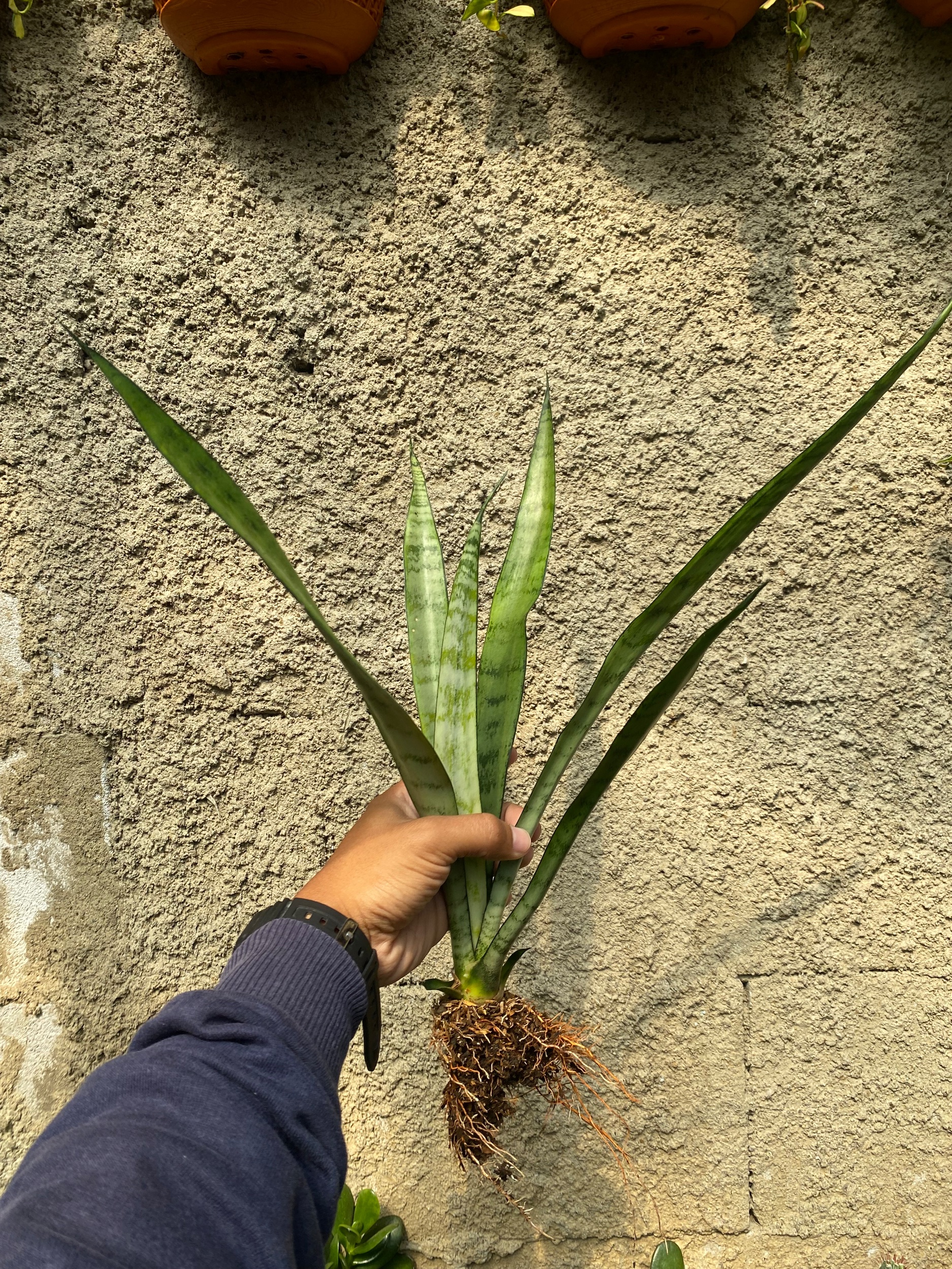 2370. Sansevieria Lady Grey - Image 4