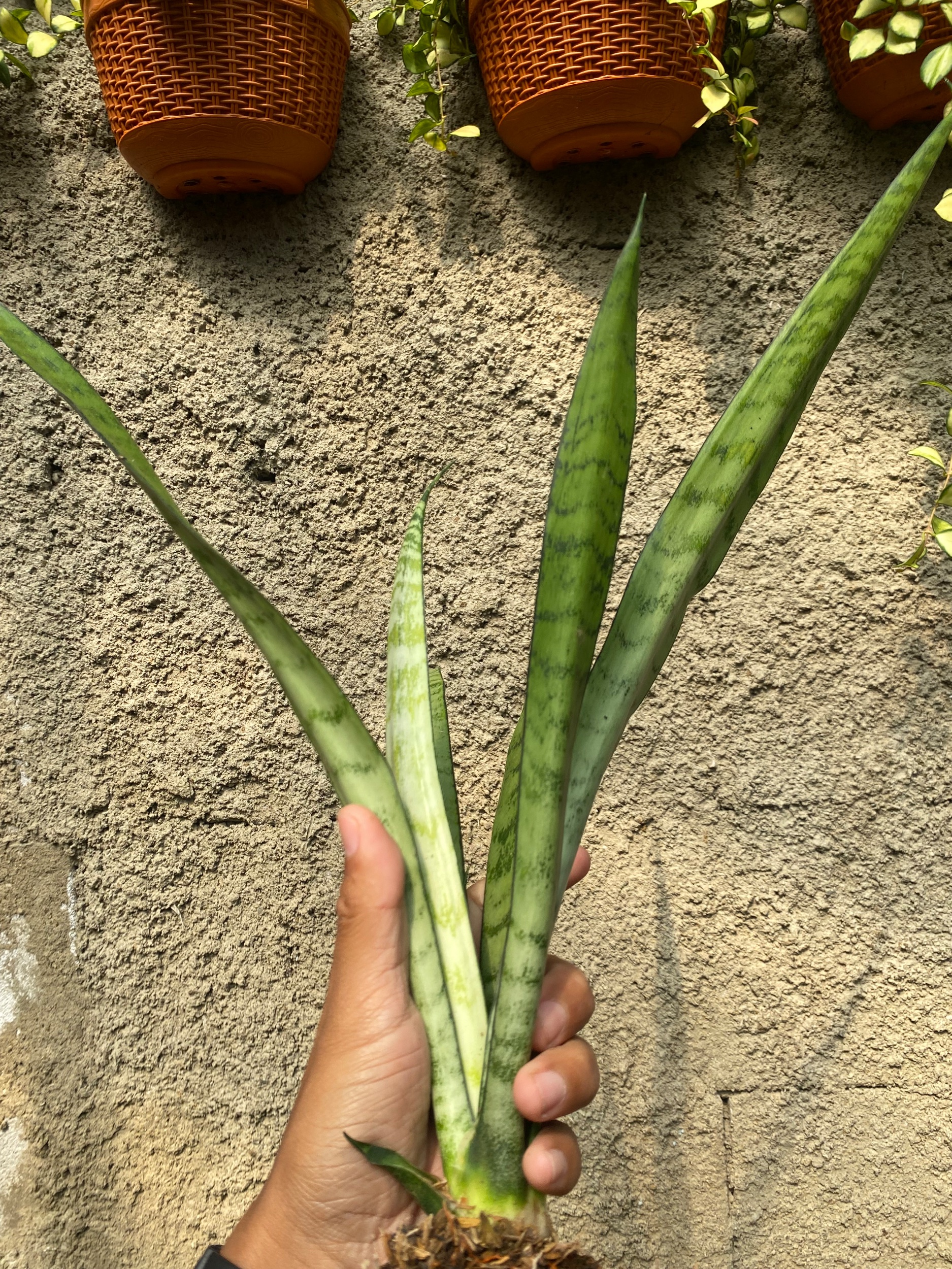 2370. Sansevieria Lady Grey - Image 5