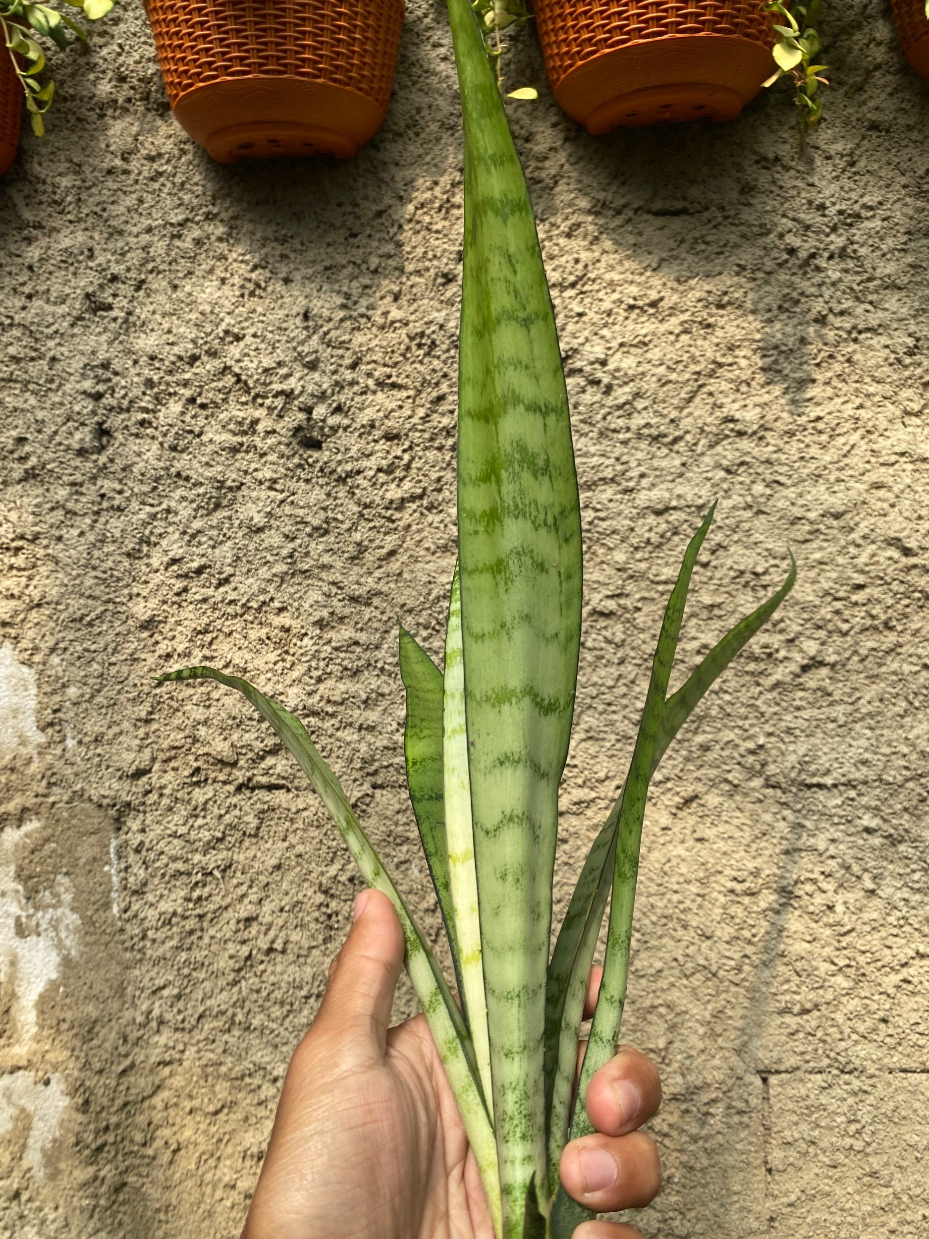 2370. Sansevieria Lady Grey - Image 6