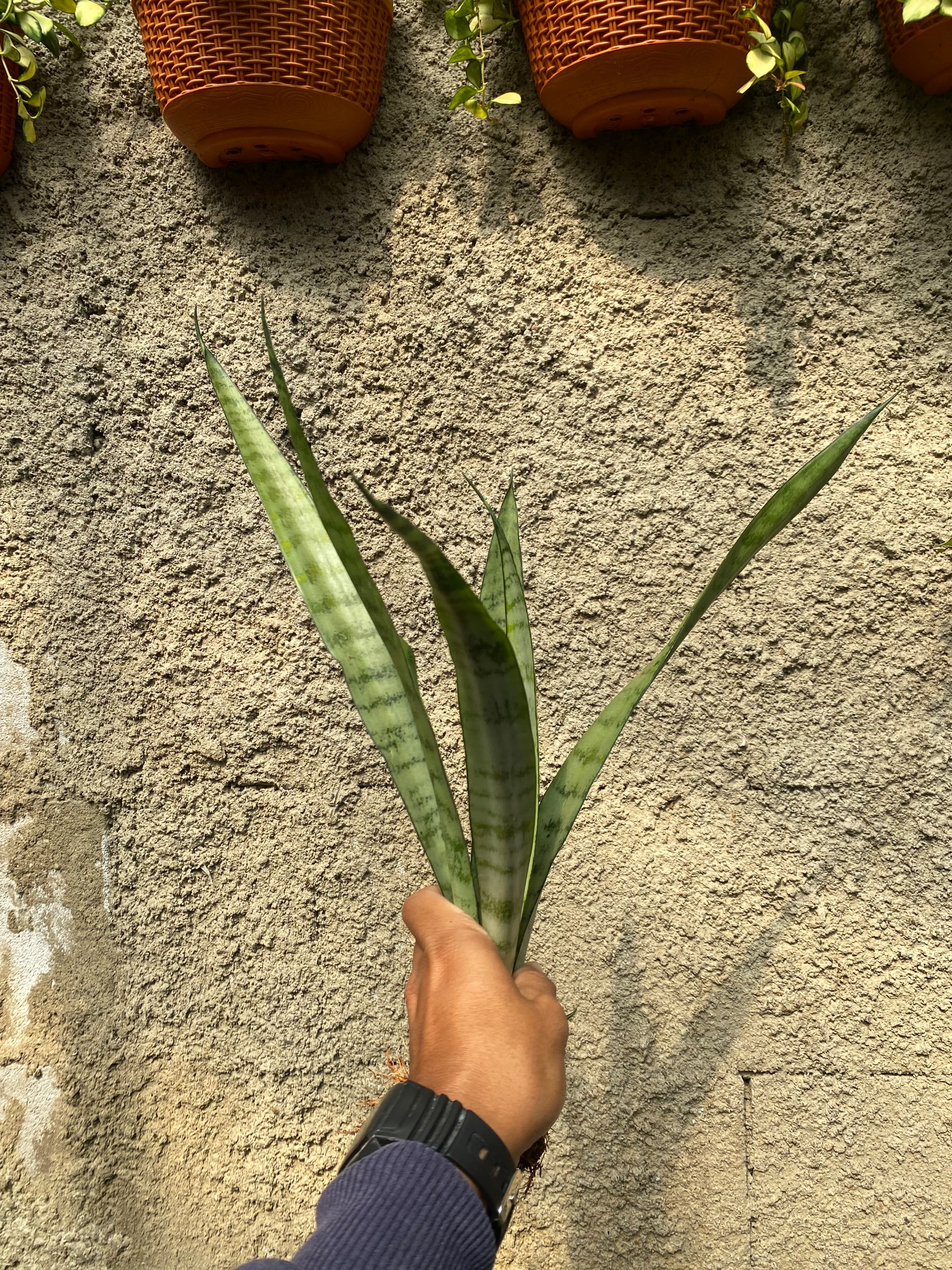 2370. Sansevieria Lady Grey - Image 7
