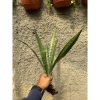 2370. Sansevieria Lady Grey