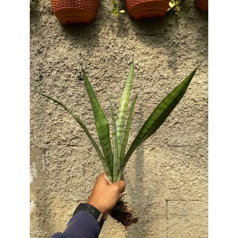 2370. Sansevieria Lady Grey