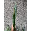 2396. Sansevieria Laurentii Backy