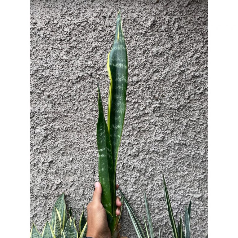 2396. Sansevieria Laurentii Backy