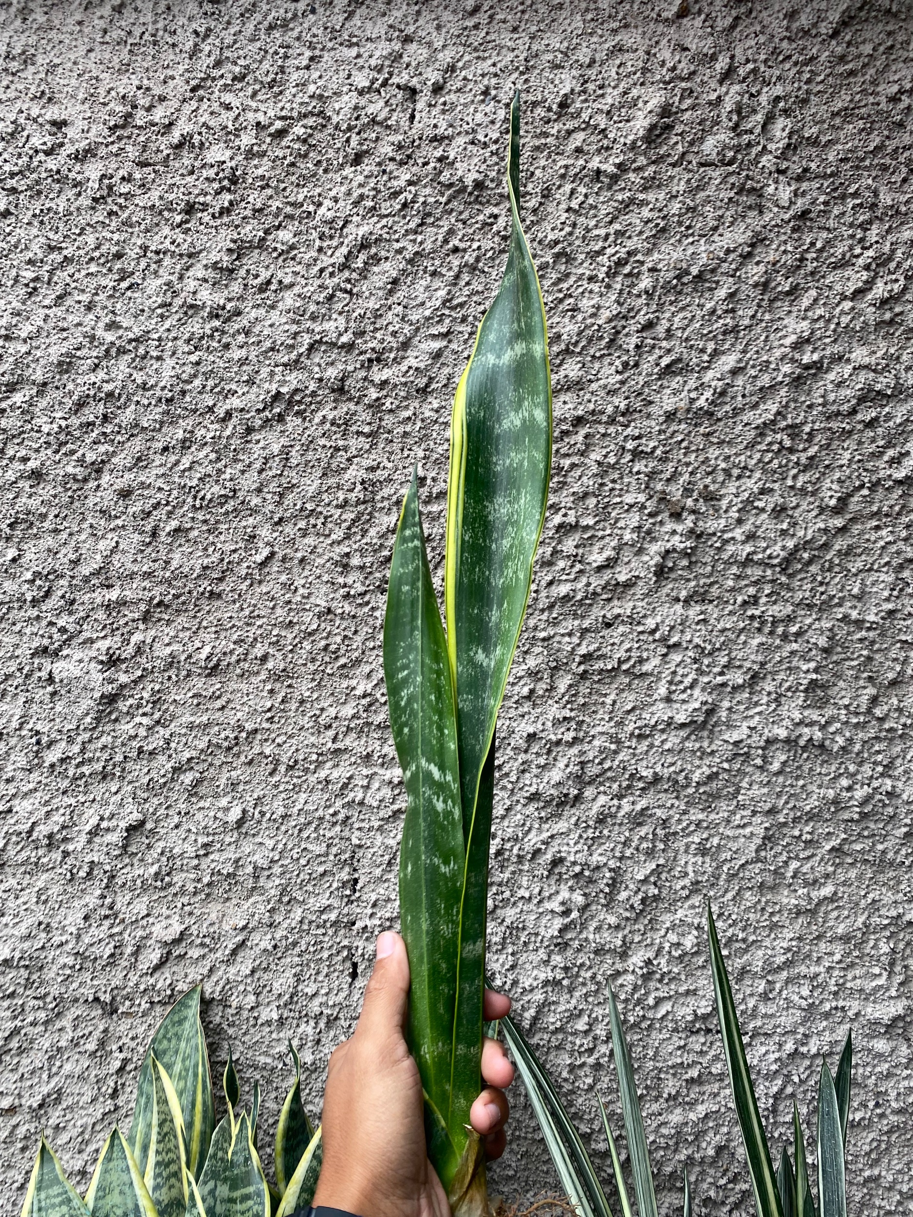 2396. Sansevieria Laurentii Backy - Image 2