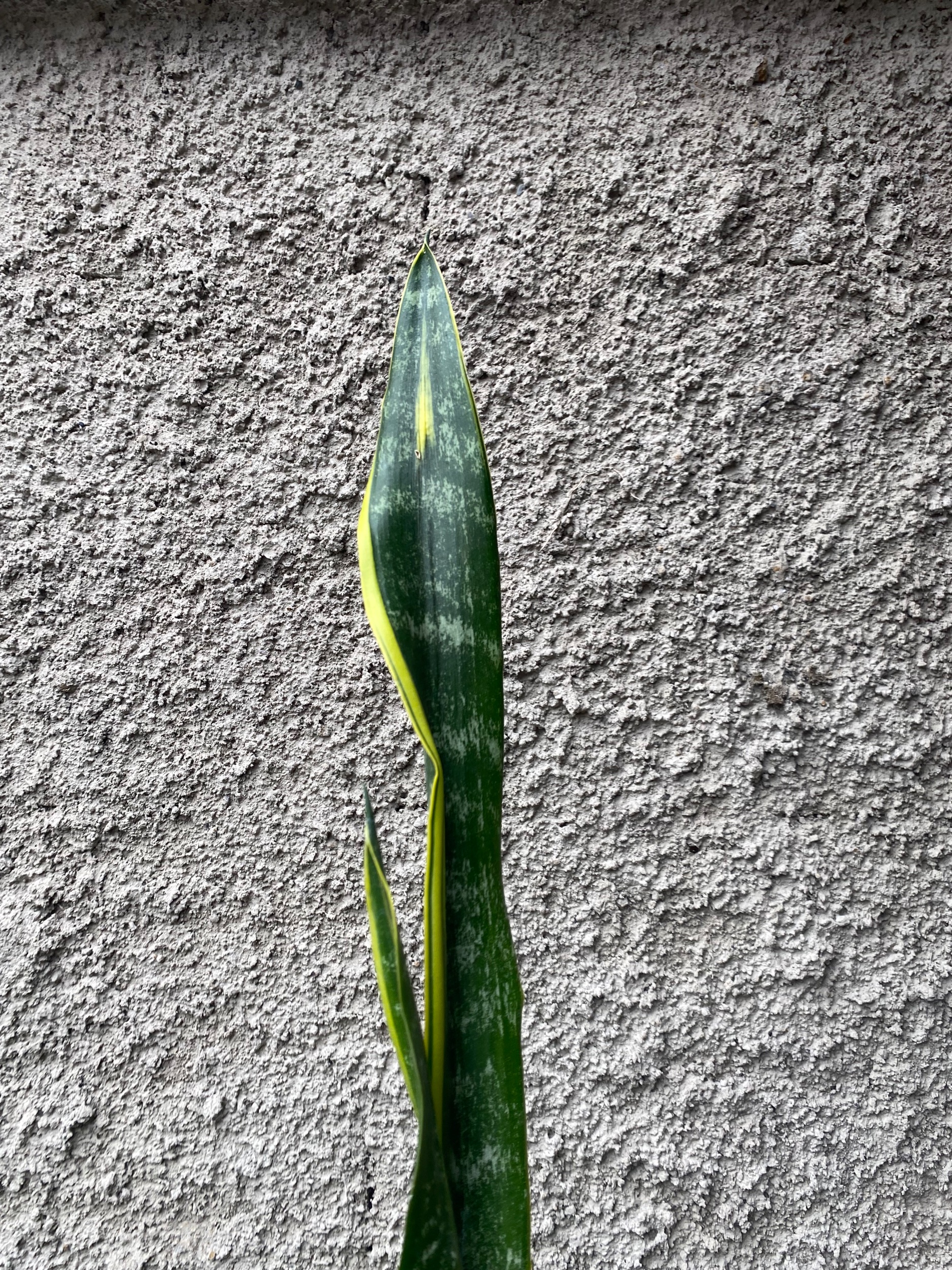 2396. Sansevieria Laurentii Backy - Image 3