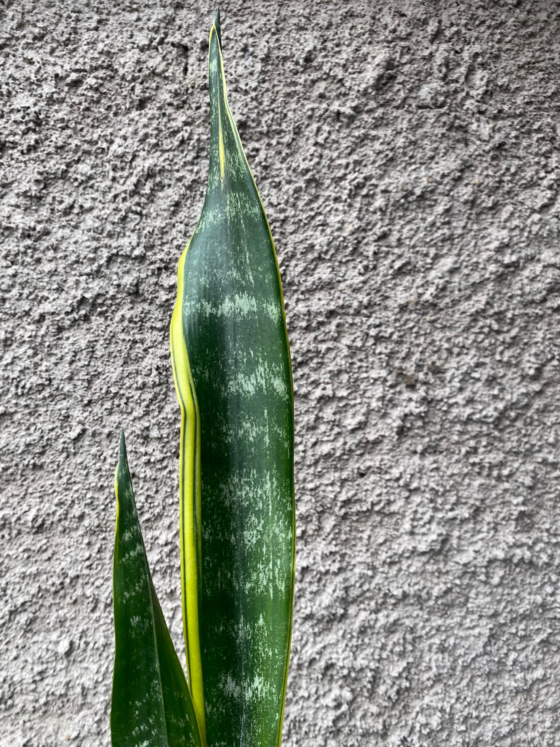 2396. Sansevieria Laurentii Backy - Image 4