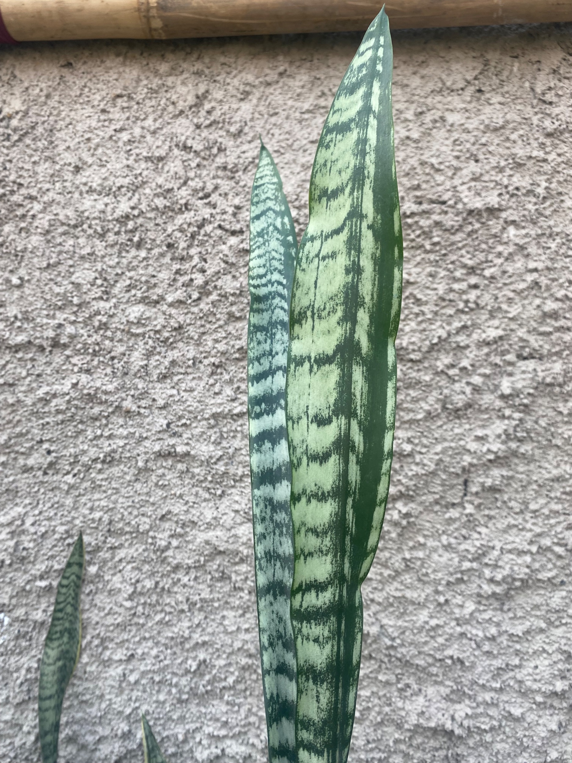 2423. Sansevieria Laurentii Heart Parth - Image 2