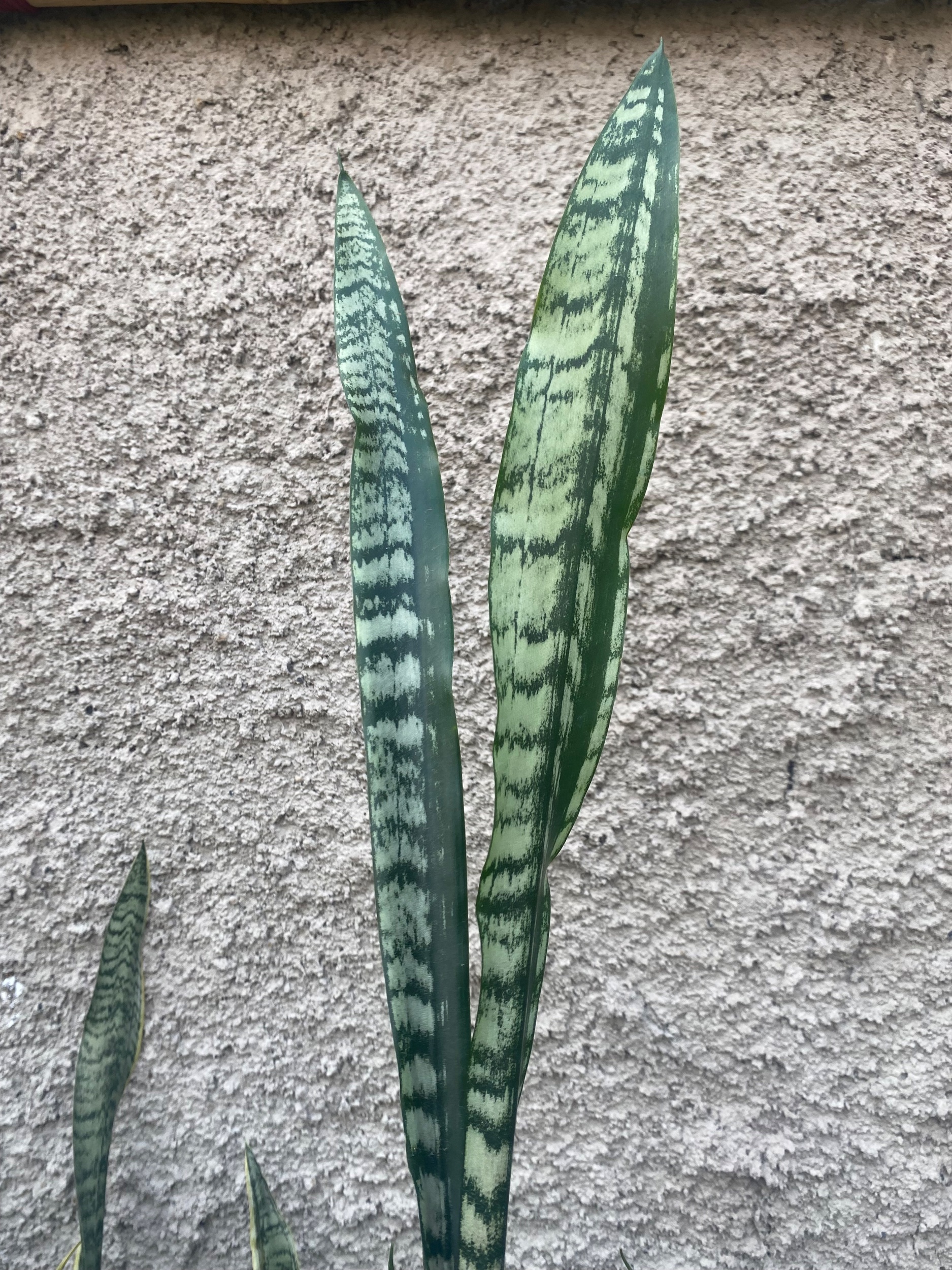 2423. Sansevieria Laurentii Heart Parth - Image 3