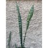 2423. Sansevieria Laurentii Heart Parth