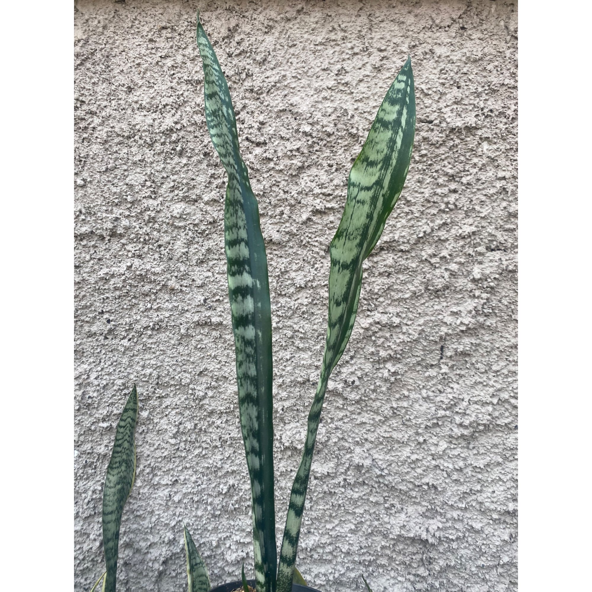 2423. Sansevieria Laurentii Heart Parth