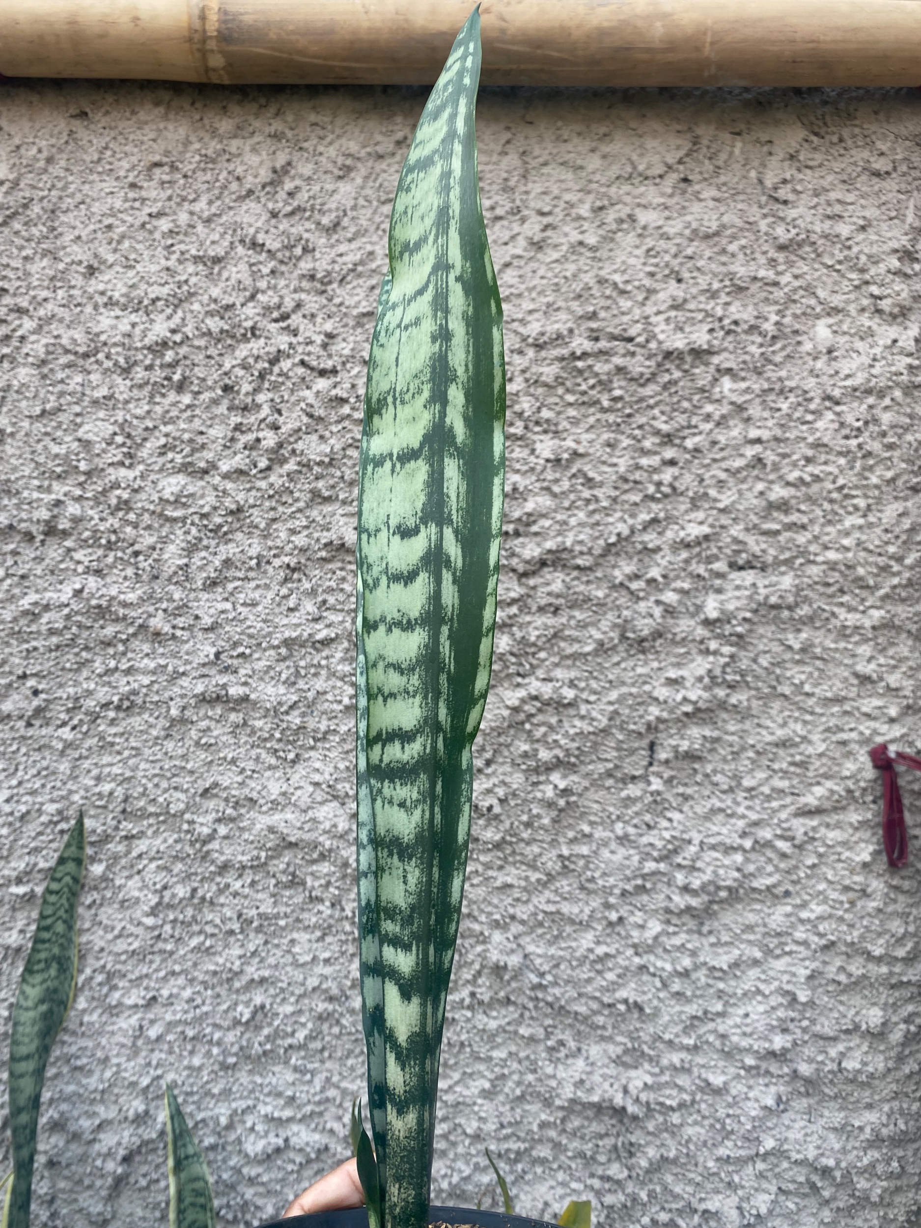 2423. Sansevieria Laurentii Heart Parth - Image 4