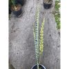 2386. Sansevieria Laurentii Hermania
