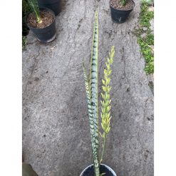 2386. Sansevieria Laurentii Hermania