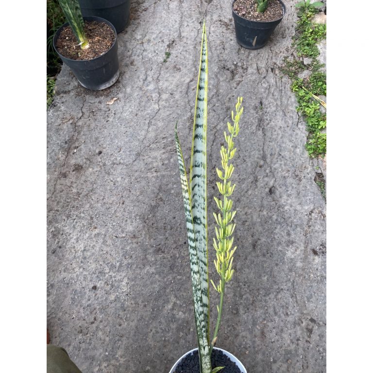 2386. Sansevieria Laurentii Hermania