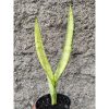 2401. Sansevieria Laurentii Wagner Gold