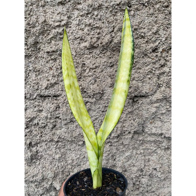 2401. Sansevieria Laurentii Wagner Gold