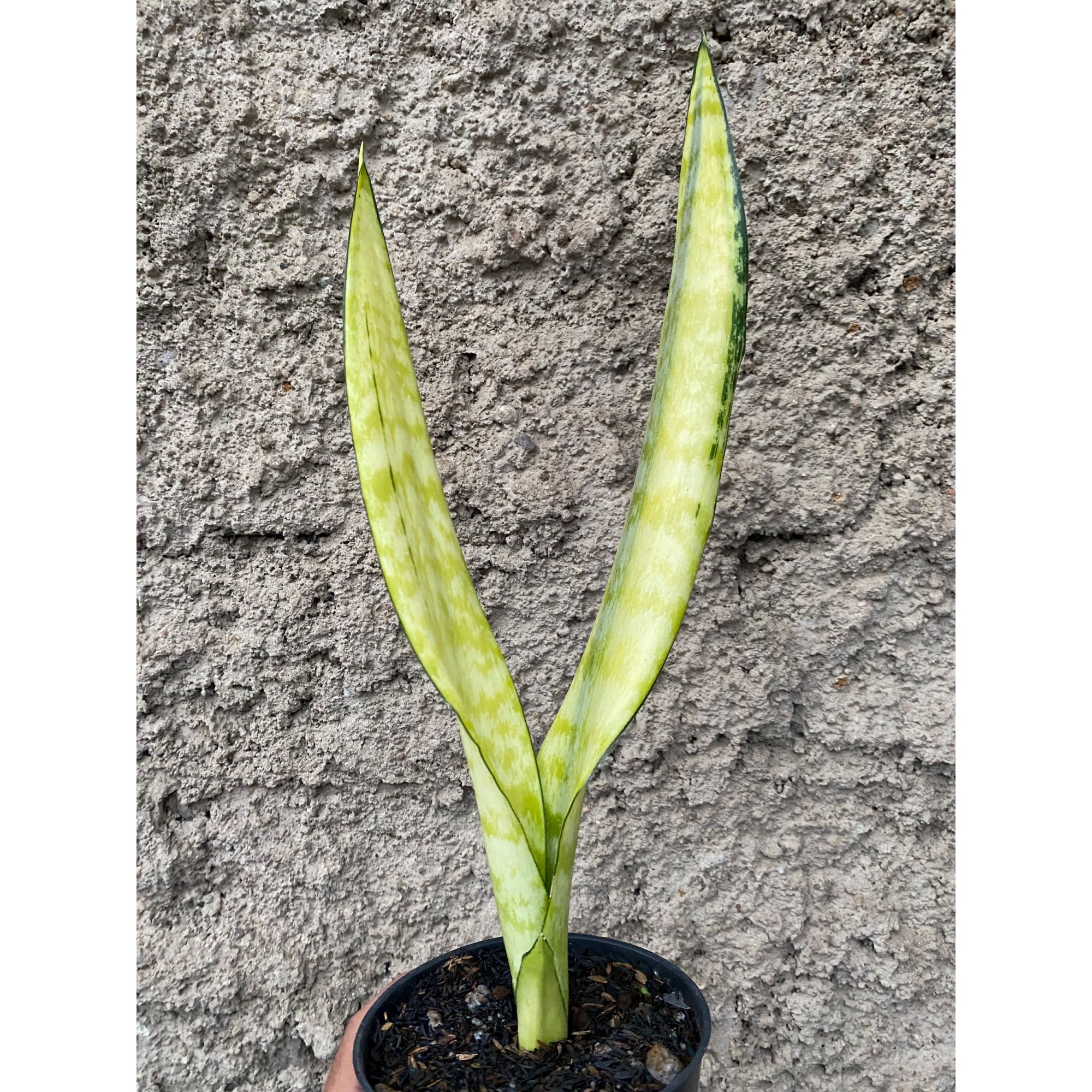 2401. Sansevieria Laurentii Wagner Gold