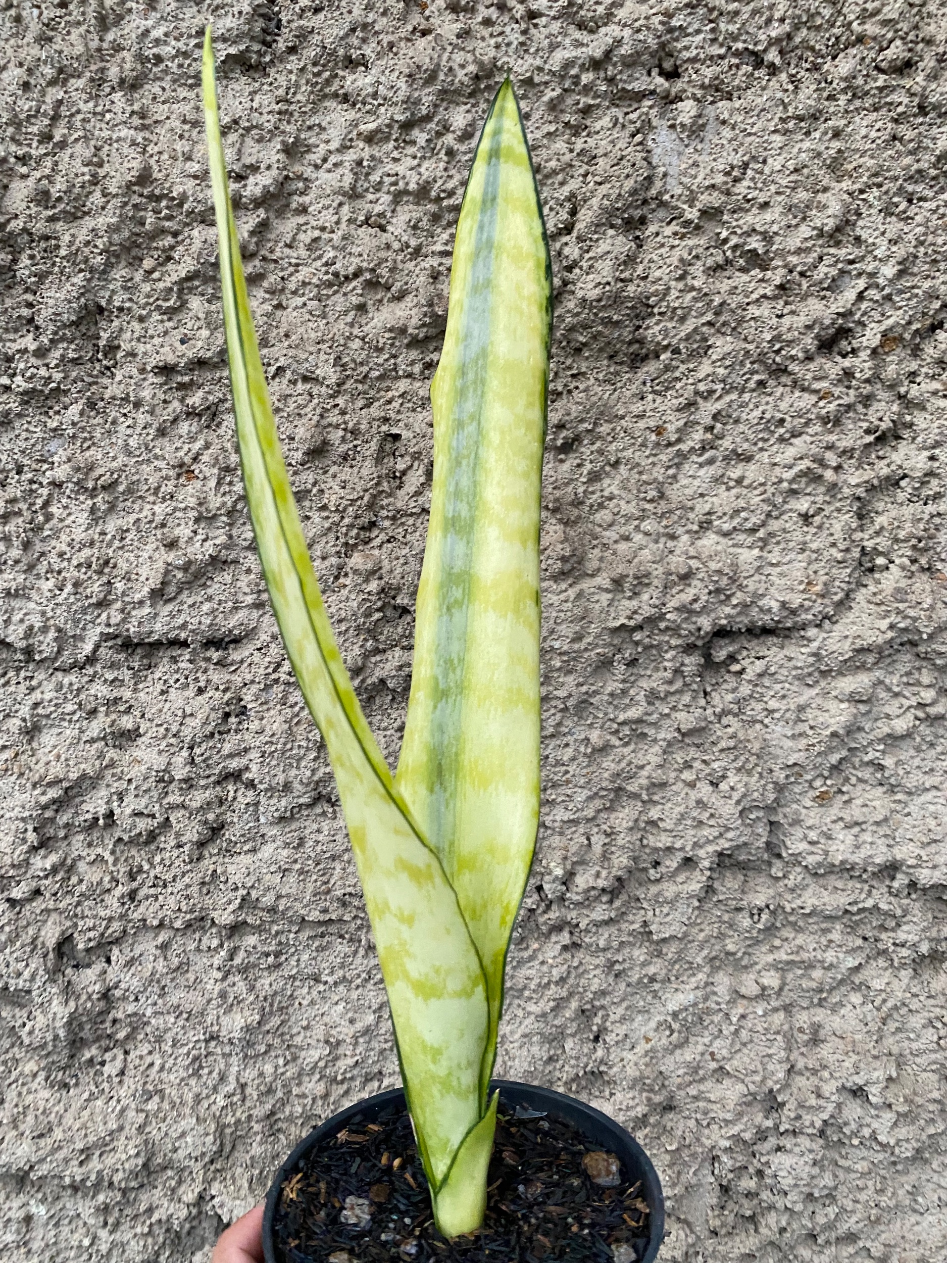2401. Sansevieria Laurentii Wagner Gold - Image 2