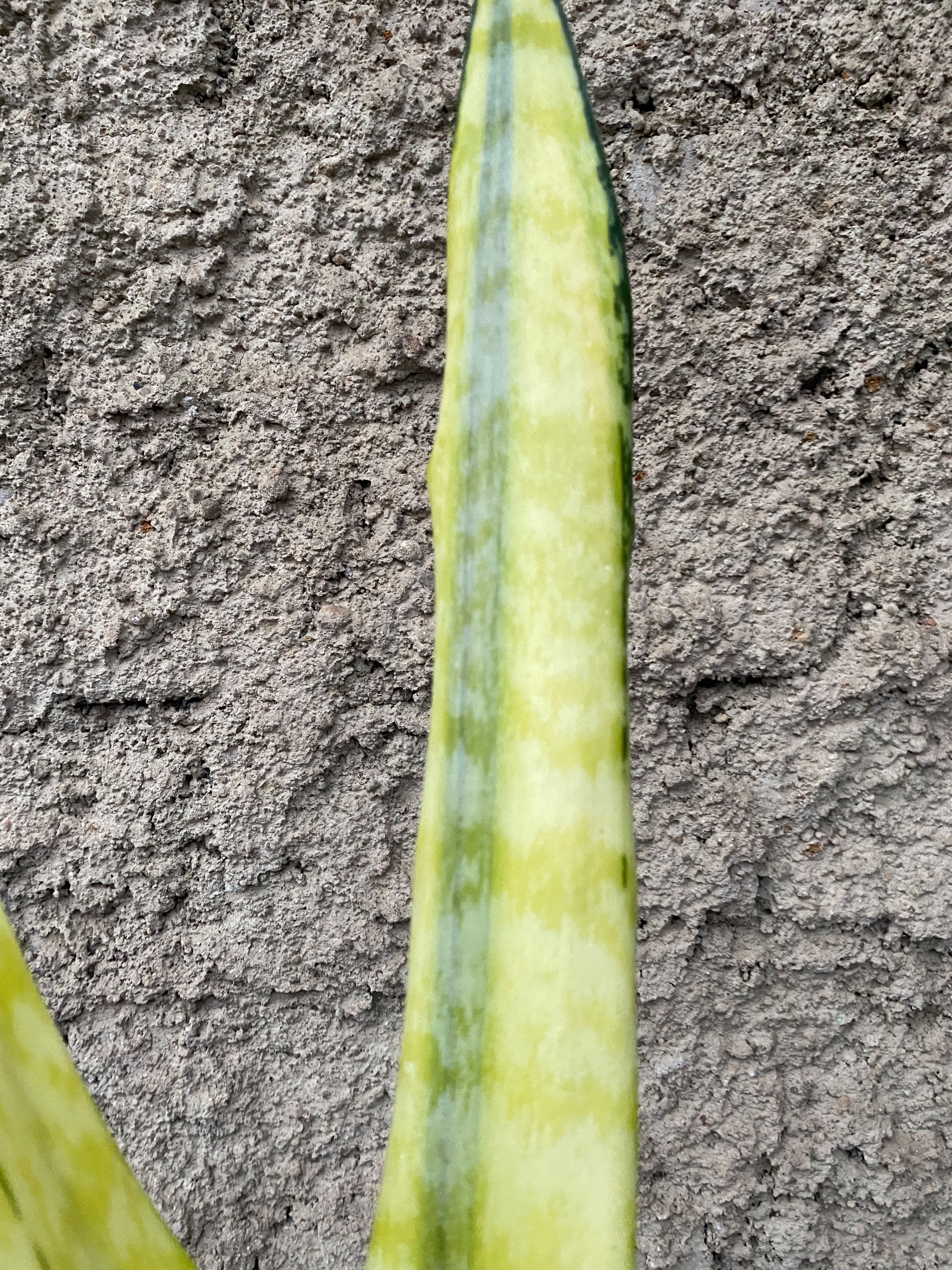 2401. Sansevieria Laurentii Wagner Gold - Image 3
