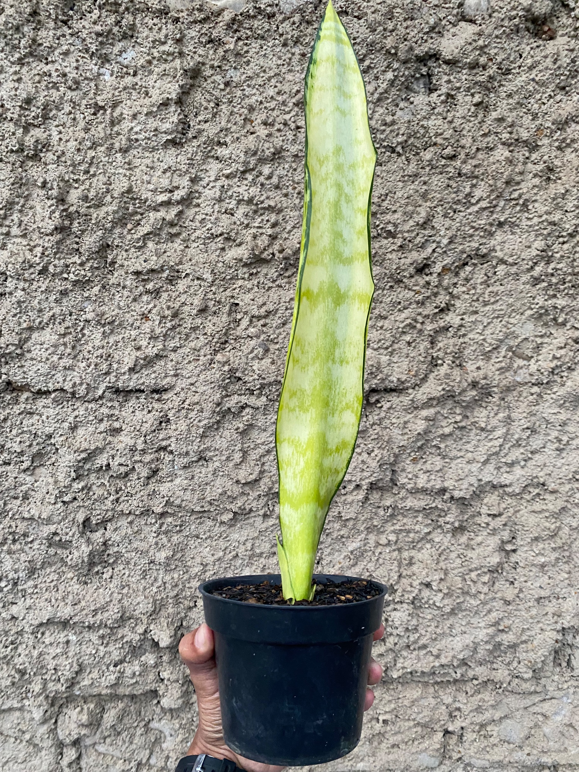 2401. Sansevieria Laurentii Wagner Gold - Image 4