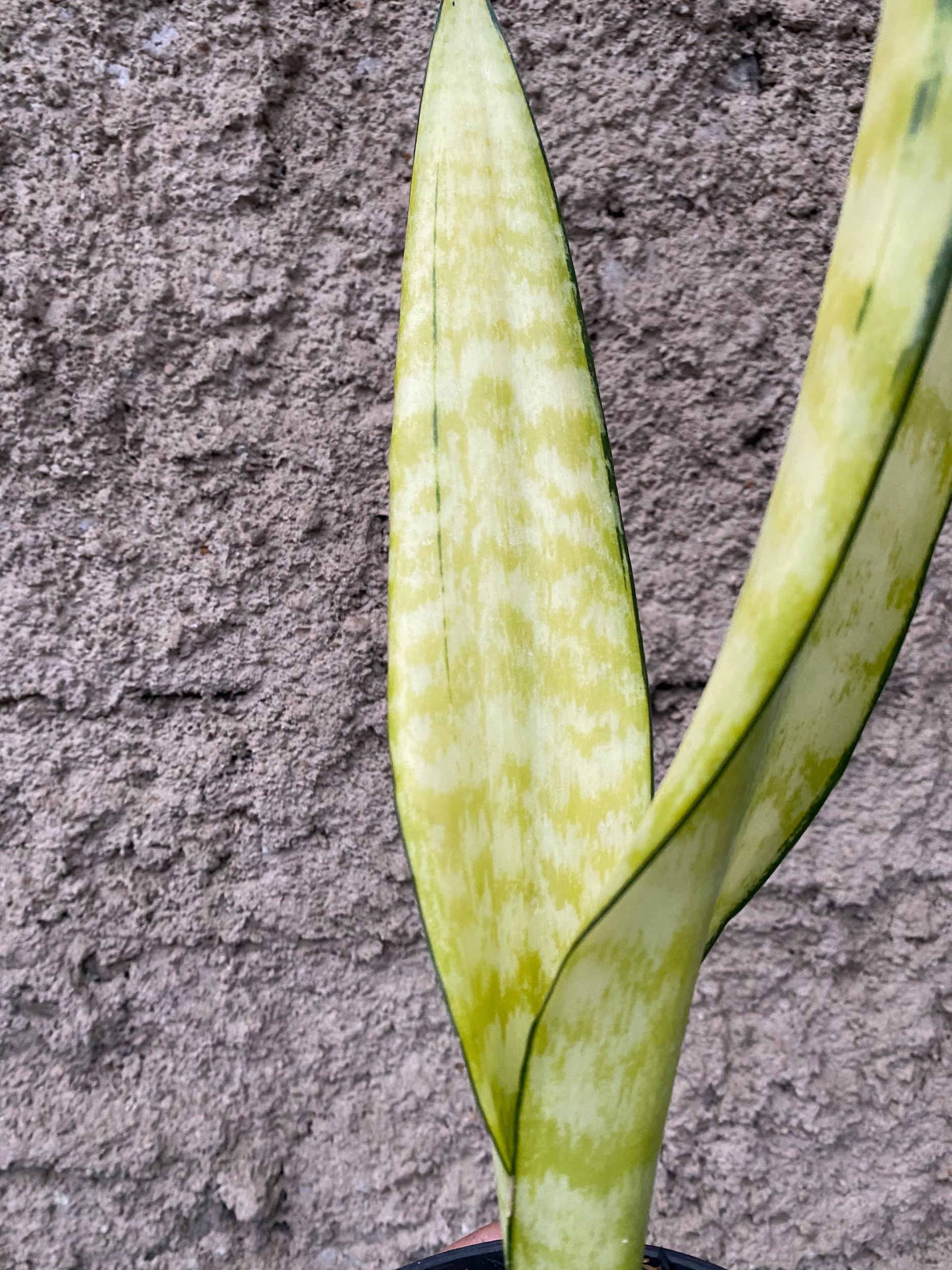 2401. Sansevieria Laurentii Wagner Gold - Image 5