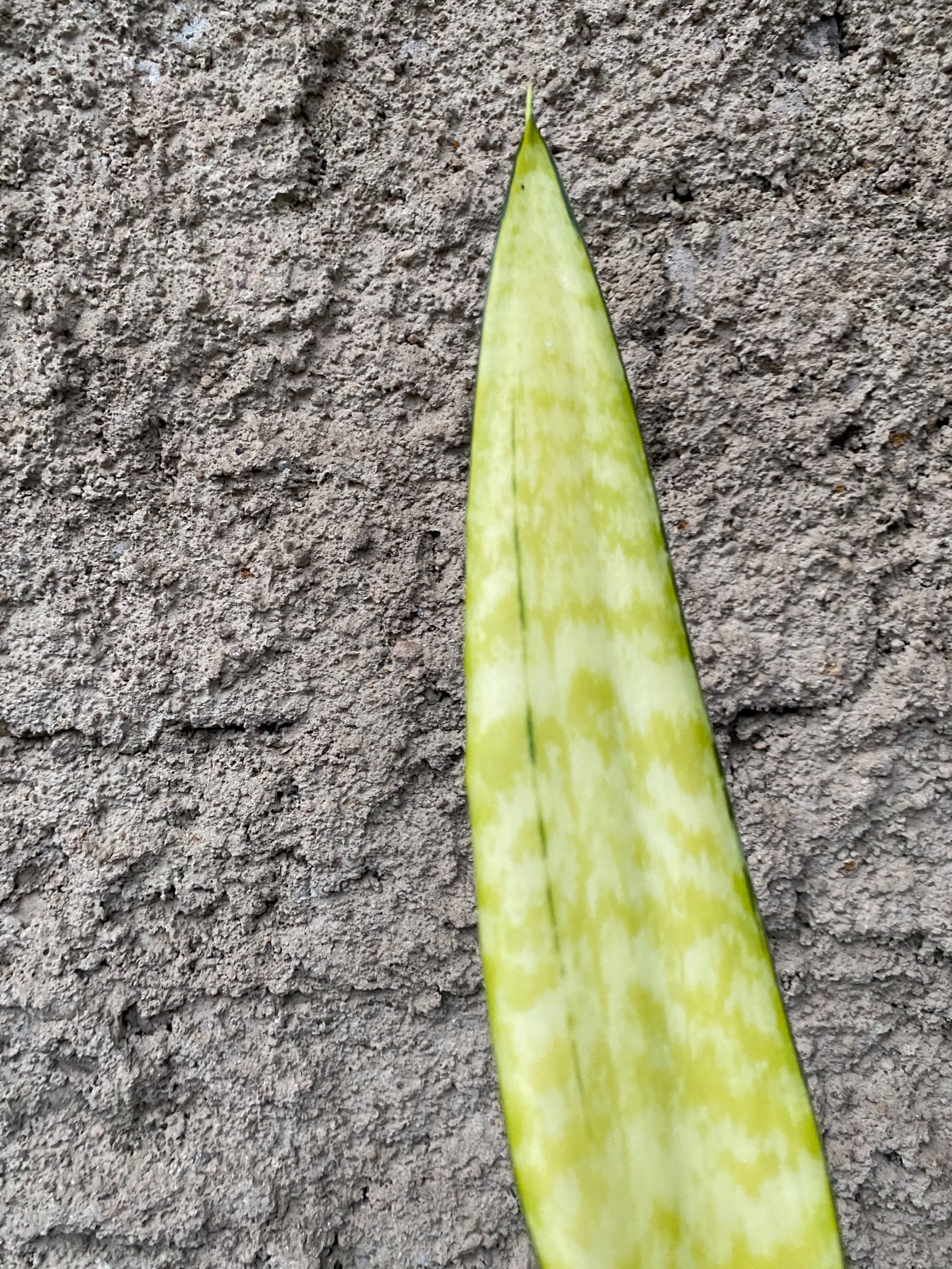 2401. Sansevieria Laurentii Wagner Gold - Image 6