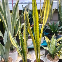 2401. Sansevieria Laurentii Wagner Gold - Image 2