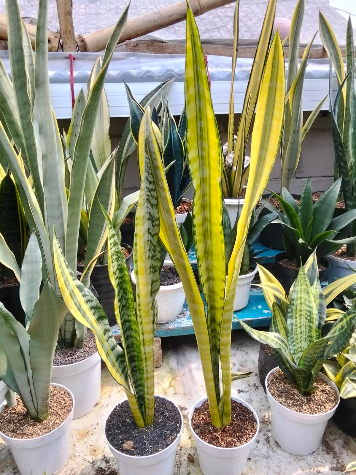 2401. Sansevieria Laurentii Wagner Gold - Image 2