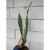 2395. Sansevieria Laurentii Wulandari