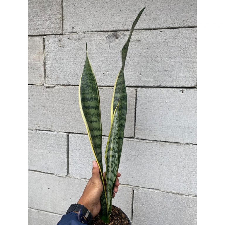 2395. Sansevieria Laurentii Wulandari