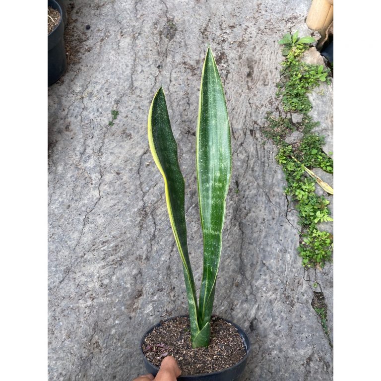 2385. Sansevieria Laurentii Jono