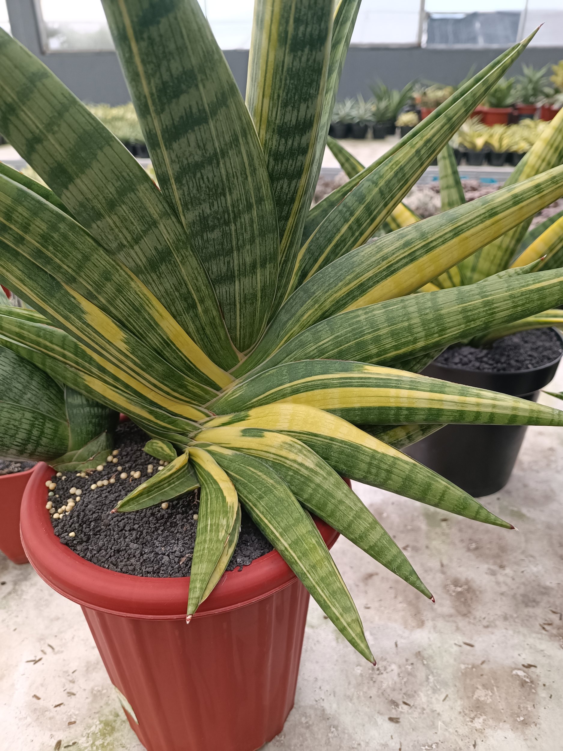 2378. Sansevieria Marsa Anjani.super Big - Image 2