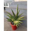 2378. Sansevieria Marsa Anjani.super Big