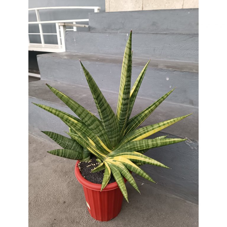 2378. Sansevieria Marsa Anjani.super Big